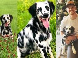 A-Dalmatian-and-A-Golden-Retriever-Puppy