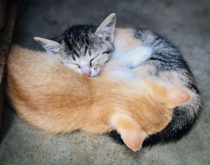 12 Mindblowing Photos Of Cats That Can Make You A Cat Lover In A Second!