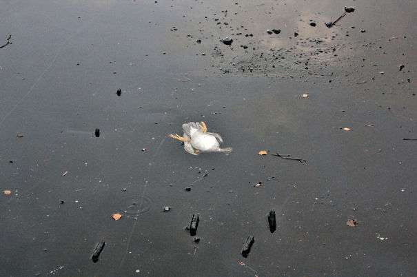 A Norwegian guy plunges into a frozen river to rescue a duck