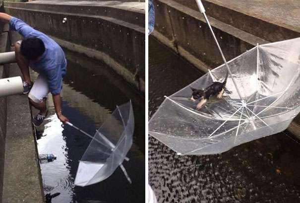 A man rescues a drowning kitten with an umbrella