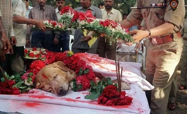 Last respect to Zanjeer, thebrave Labrador 