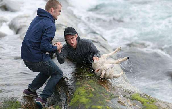 Two Norweigian guys rescue drowning lamb in the ocean