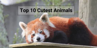 top 10 cutest animals | cutest animals in the world | cutest animals ever | cutest animals