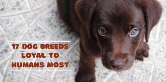 most loyal dogs, best loyal dogs,types of dogs, dogs for adoption, top loyal dogs