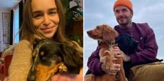 Celebrities Love For Dogs