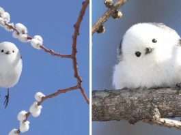 Tiny Birds Who Lived On A Japanese Island