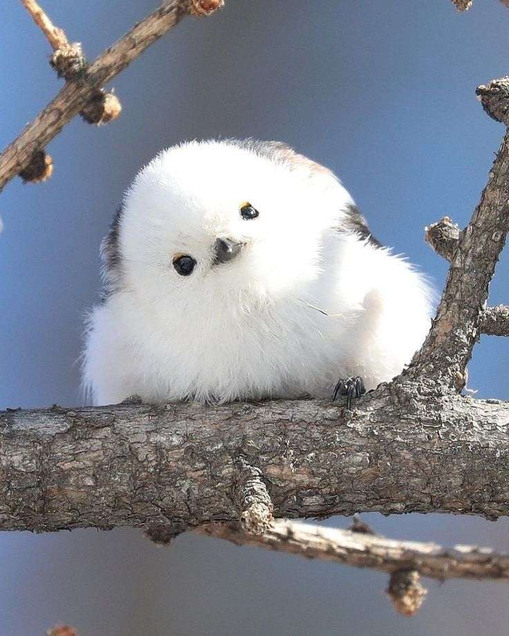 Tiny Birds Who Lived On A Japanese Island