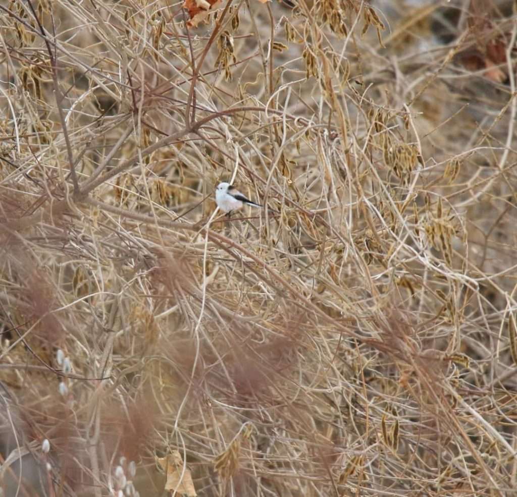 Tiny Birds Who Lived On A Japanese Island