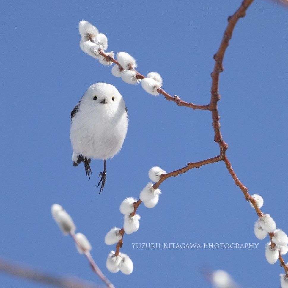 Tiny Birds Who Lived On A Japanese Island