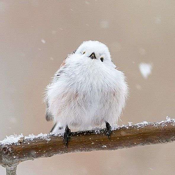 Tiny Birds Who Lived On A Japanese Island