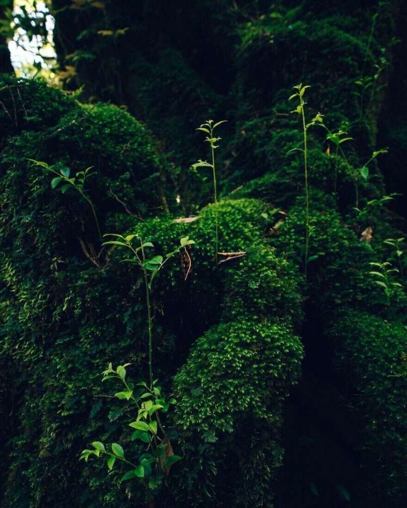 shiratani unsuikyo,mononoke forest,princess mononoke forest