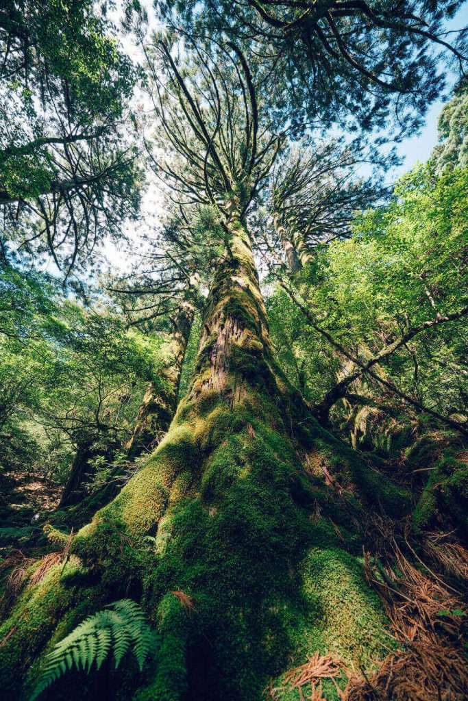 shiratani unsuikyo,mononoke forest,princess mononoke forest