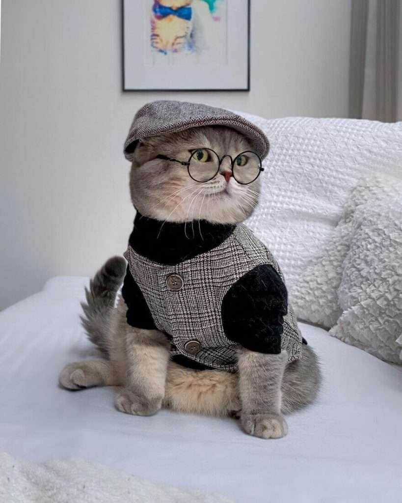 cute outfits for cats