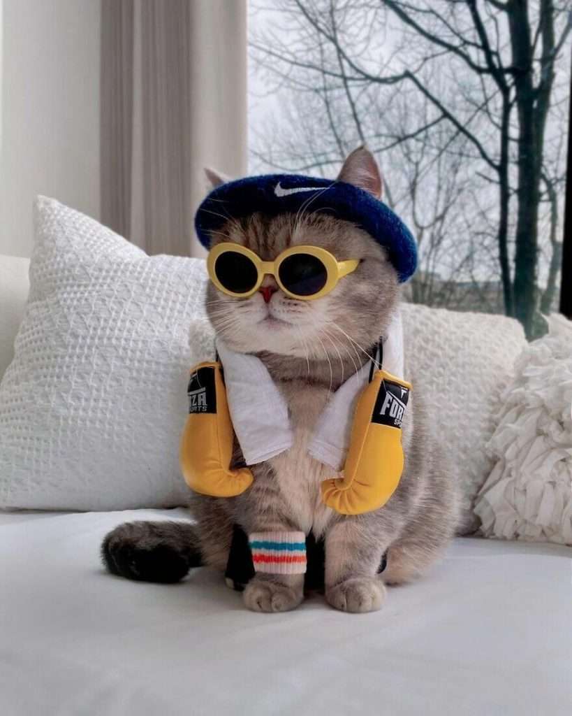 cute cat instagram