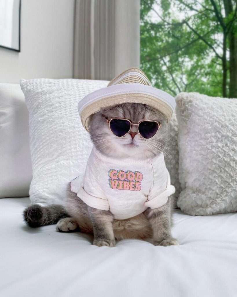 cat instagram in santa suit