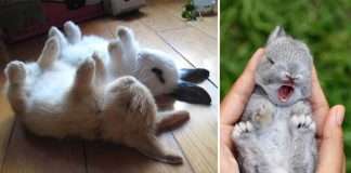 cute bunnys,cute bunny,cute bunnies,cute rabbit,cute bunny pictures,cute baby bunnies,bunny cute