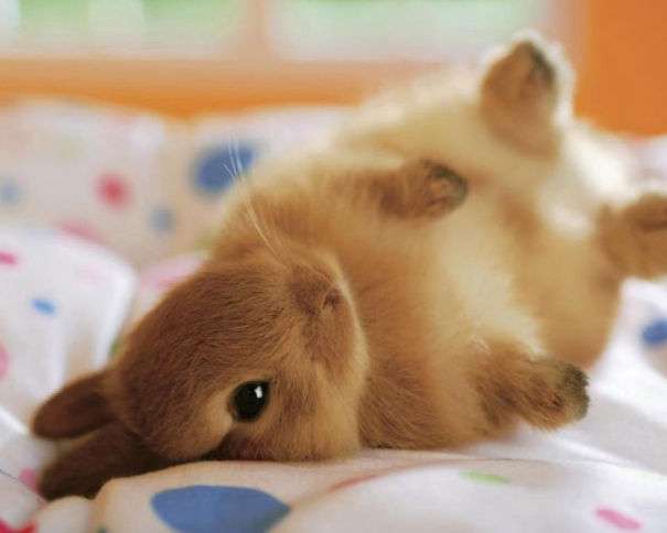 cute baby bunny