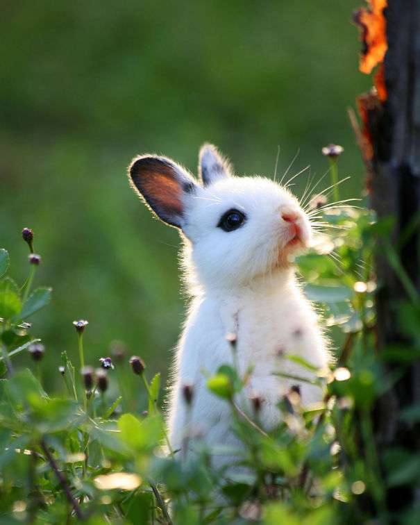 kawaii cute bunny