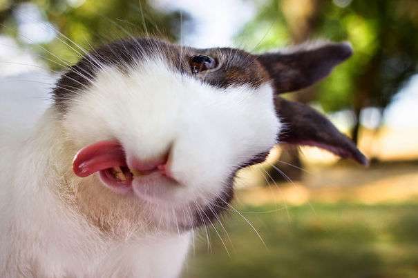 funny rabbit