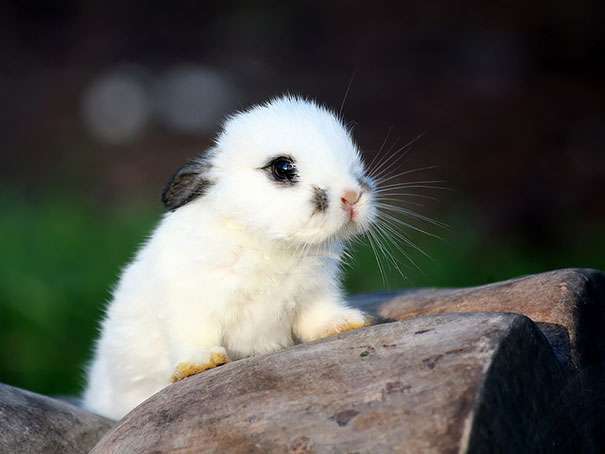 too cute cute baby bunnies