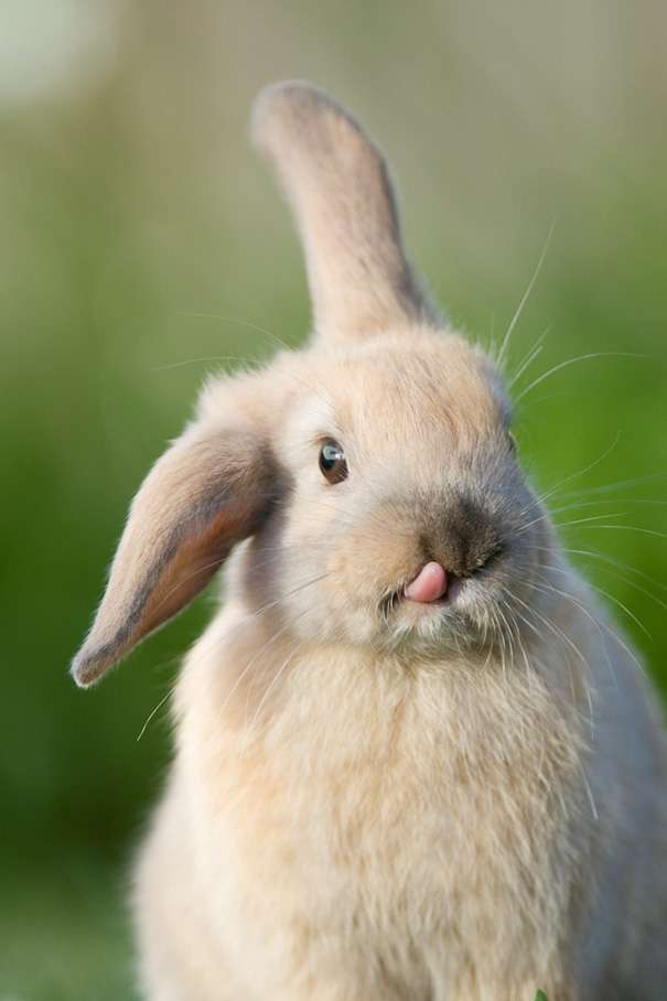 cute white bunny