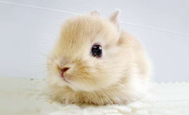 cute bunnies rabbits