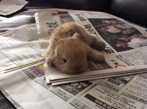 cute rabbit pictures