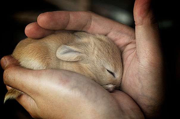 adorable bunnies