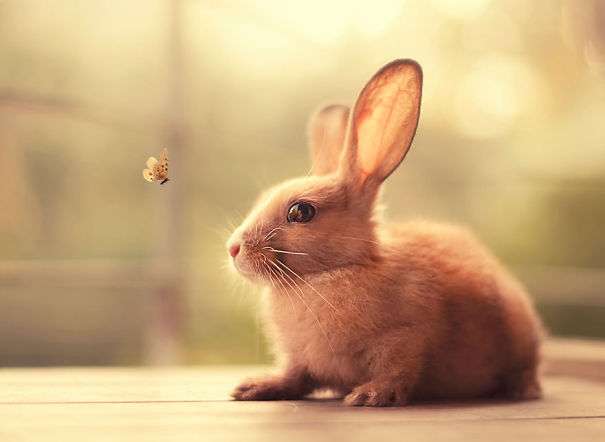 tiny cute bunnies