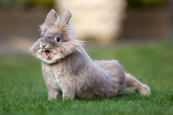 tiny cute bunnies