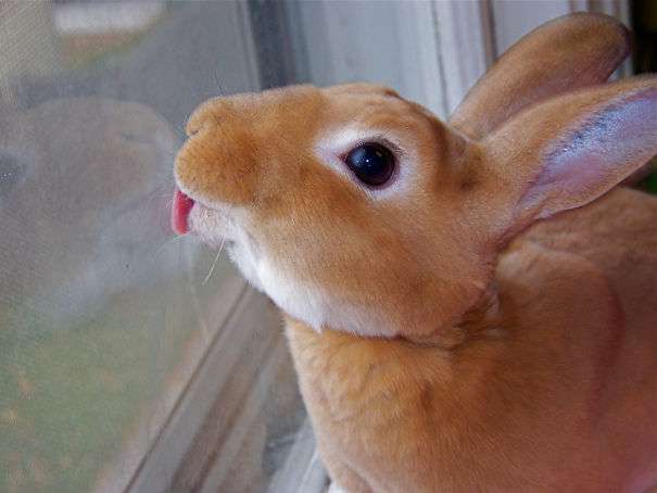 show me pictures of rabbits