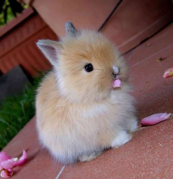 cute bunny pictures