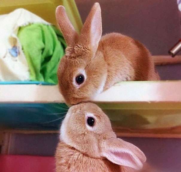 cute baby bunnies