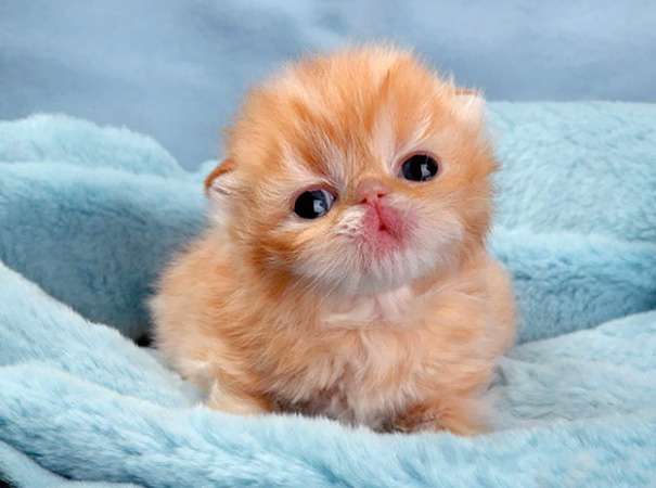 cute cats baby