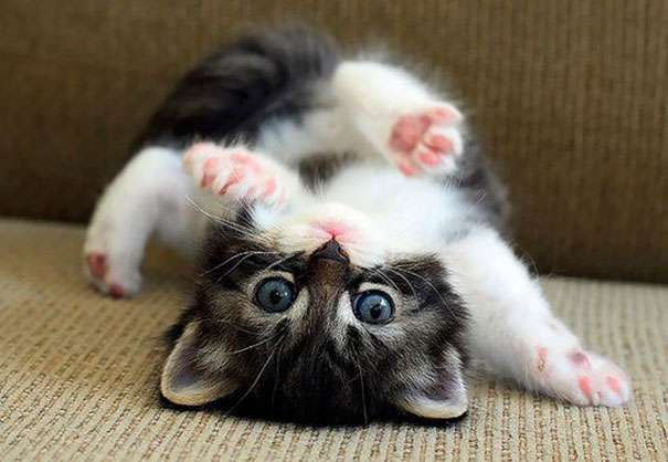 cute kitten pictures,pictures of cute kittens