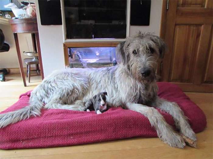 wolfhounds movie