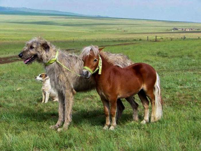 small irish wolfhound