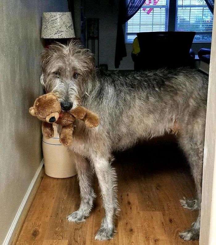 irish wolfhound labradoodle mix