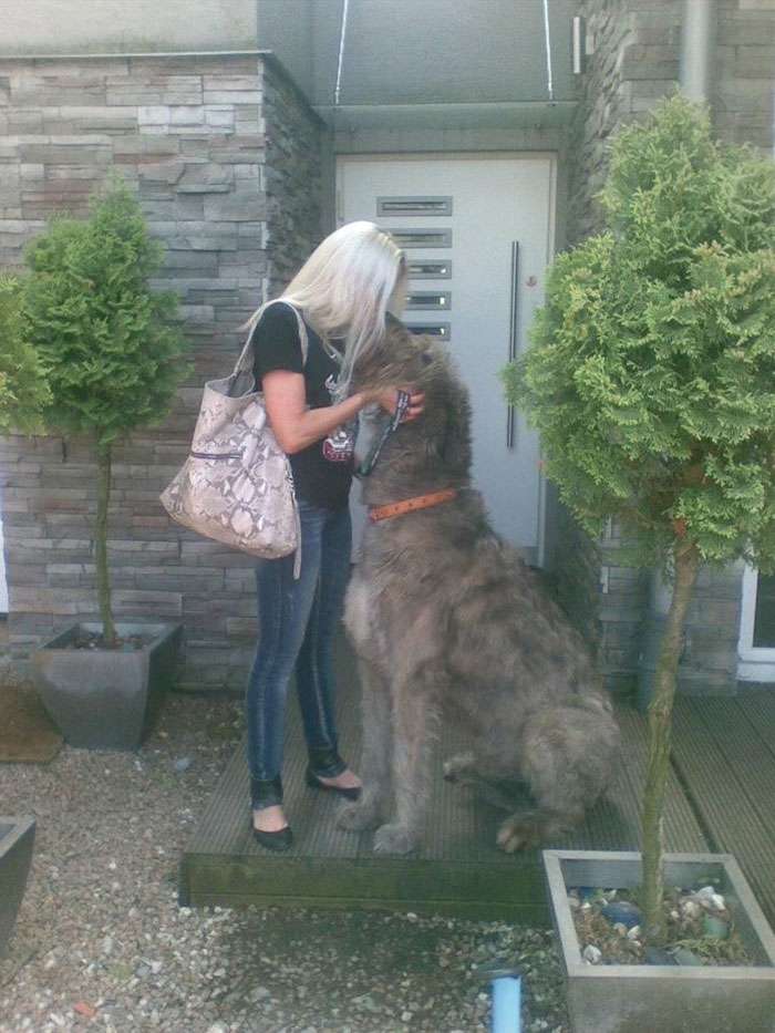 irish wolf hound puppy