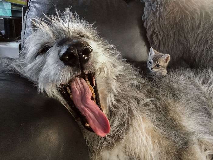 golden retriever irish wolfhound mix