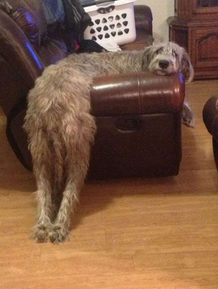 black irish wolfhound puppy