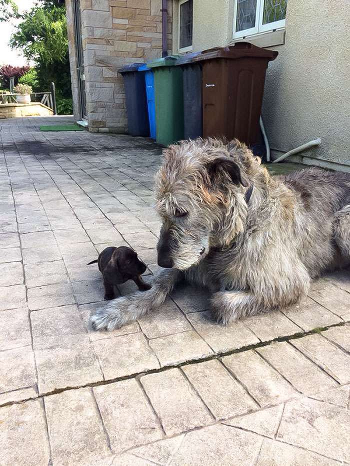 female irish wolfhound