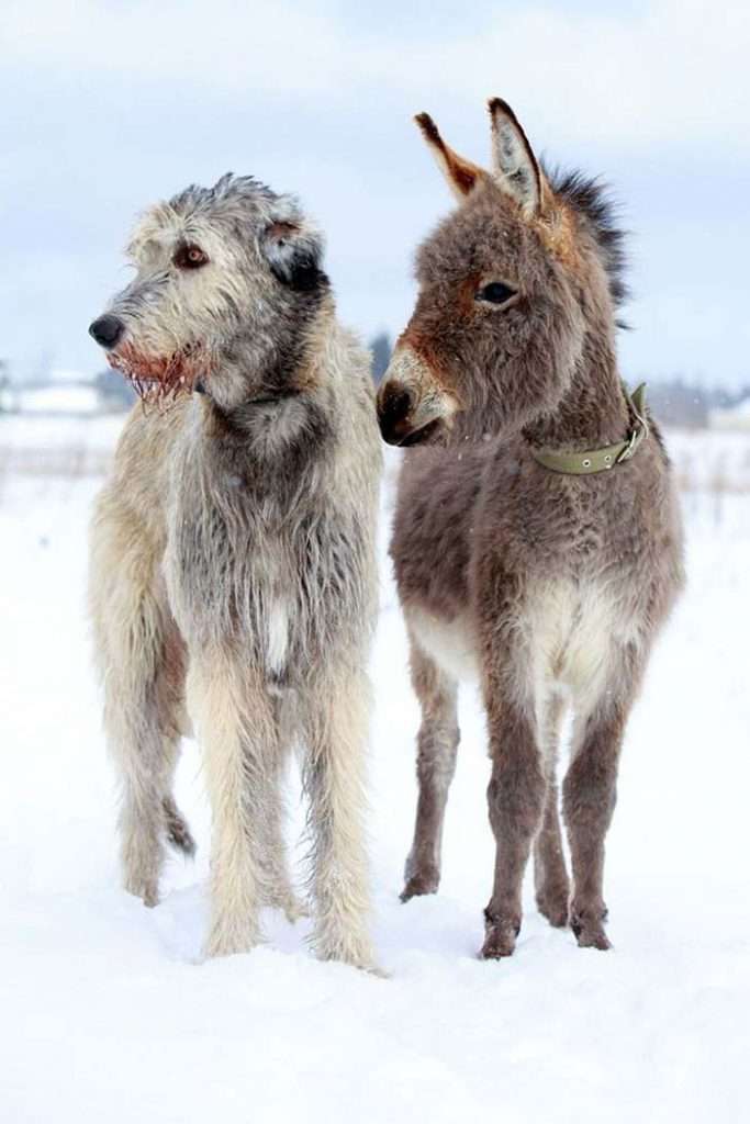 irish wolfhound tall