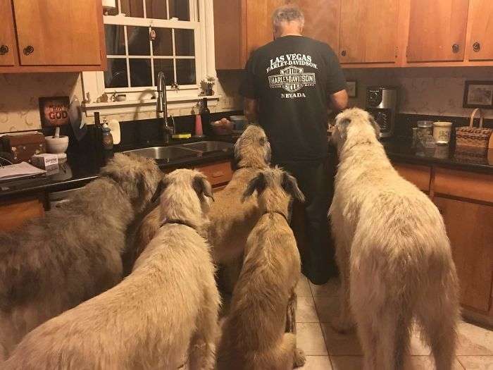 huge irish wolfhound