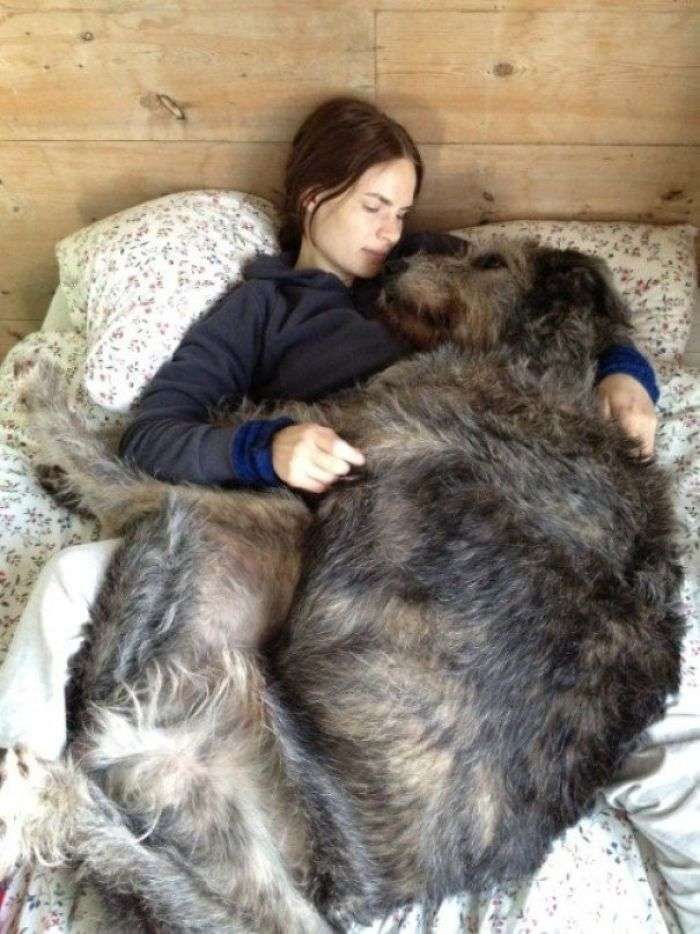 baby irish wolfhound