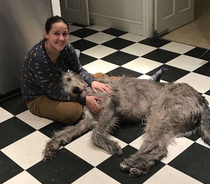 fergus the wolfhound