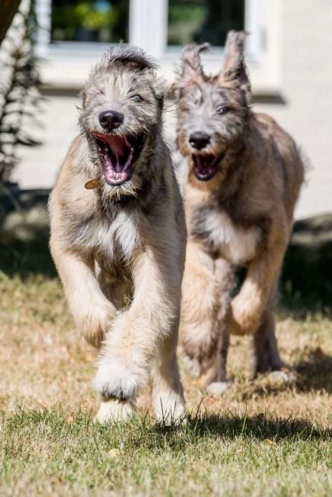 irish wolfhound cartoon