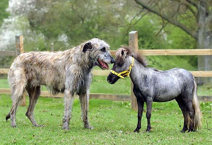 irish wolfhound cute