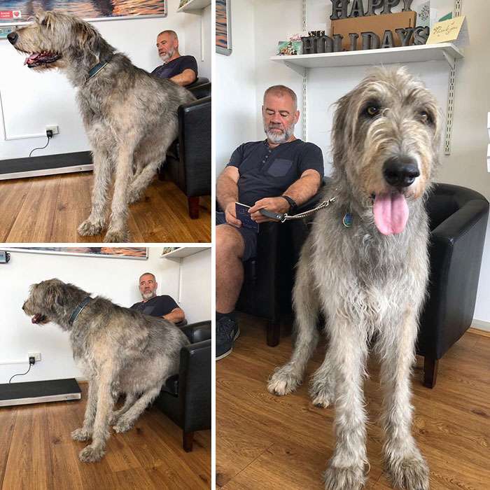 irish wolfhound size