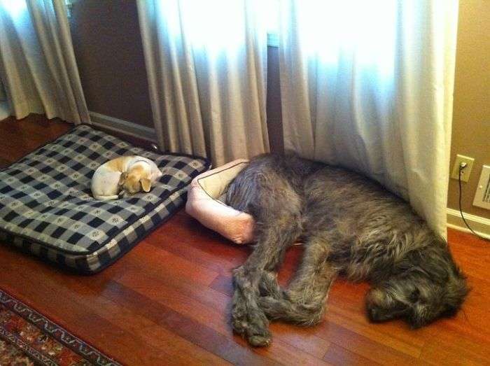 newborn irish wolfhound puppy